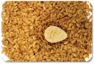 FlaxSeed Image